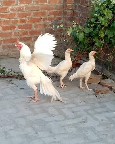 Heera aseel female with chicks