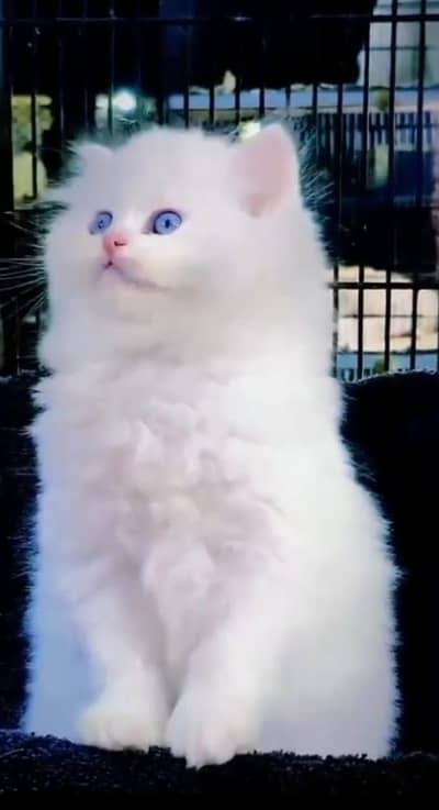 Persian cat kitten for sale my WhatsApp 03126762031