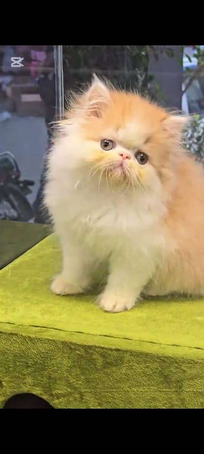 pure Persian cat vaccinated triple coted Punch face