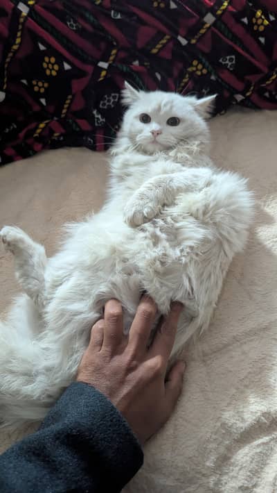 pure Persian