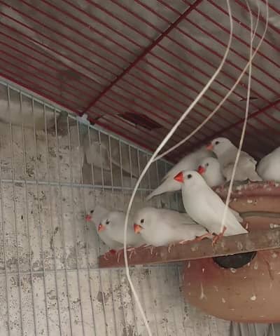 Snow White & Cfw Finch's pair