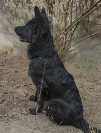 black German shepherd  long coat