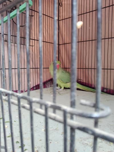 green tota for sale 8 month age for sale male