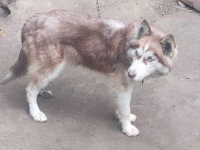 Husky female puppy contact 03487559488