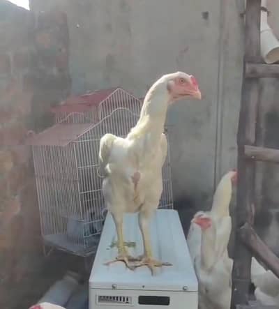 king size white o shamo breeding femals