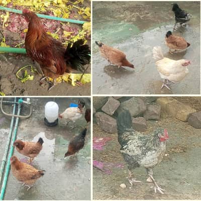 Desi Golden misri hens