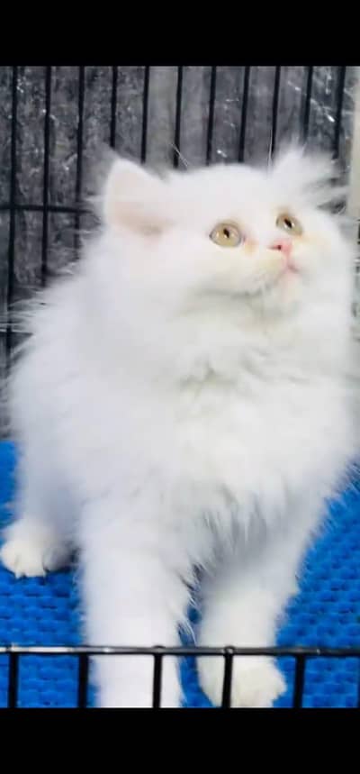 Persian cat kitten for sale my WhatsApp 03126762031