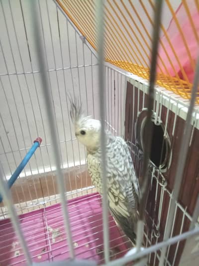 cocktail parrot 2500