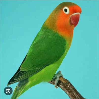 colour love birds pair and phaty and cage