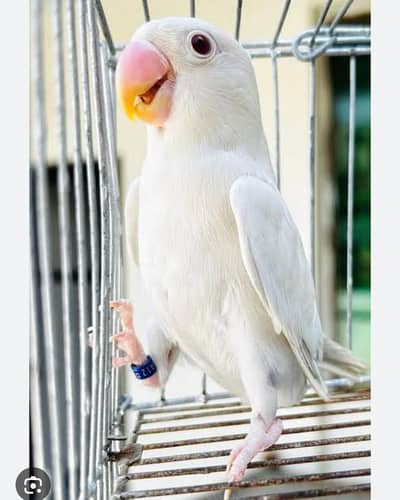 colour love birds pair and phaty and cage