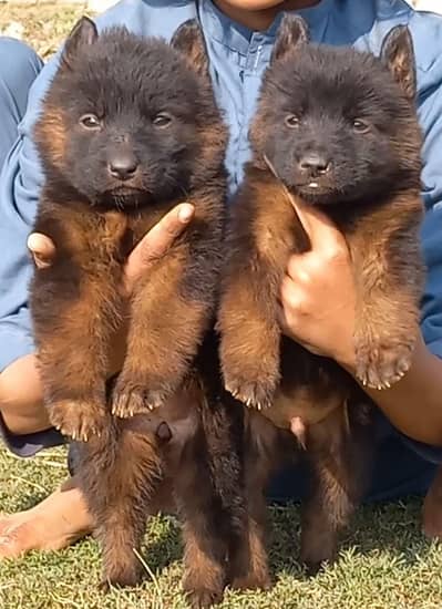 German Shepherd puppies for sale
