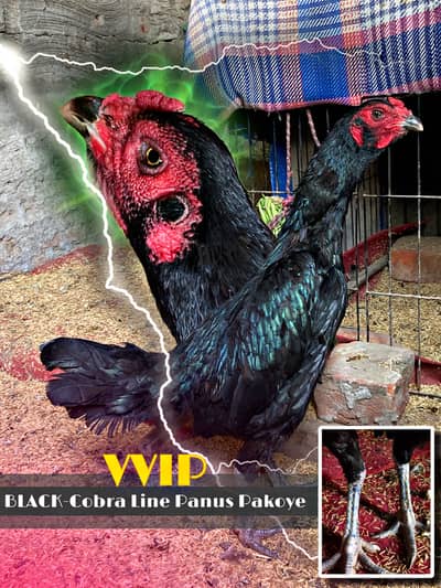 Thai And Burmi Female For Sale ( Panus Pakoye ) ( Hint Burmi )