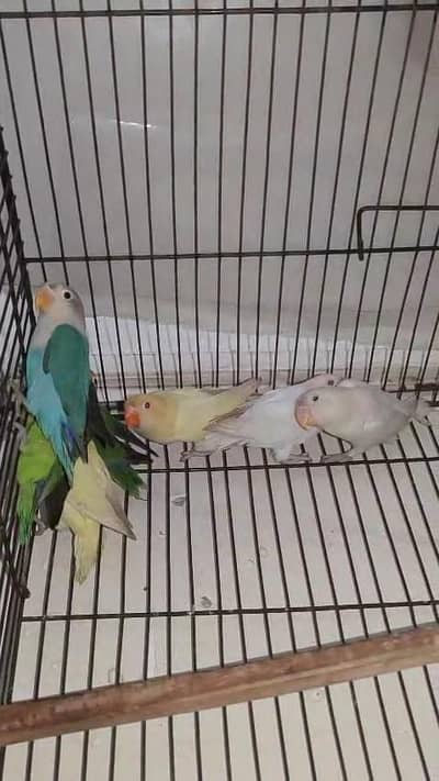 RS. 1100 per Peice Mix colour Lovebird Home Breed