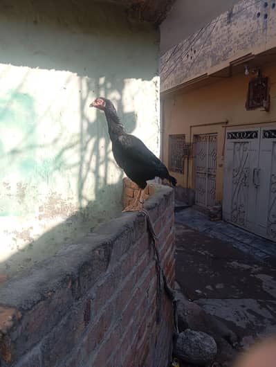 mushkil madi for sale high quality ke