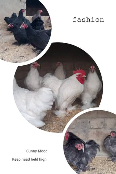 |Fertile eggs available|