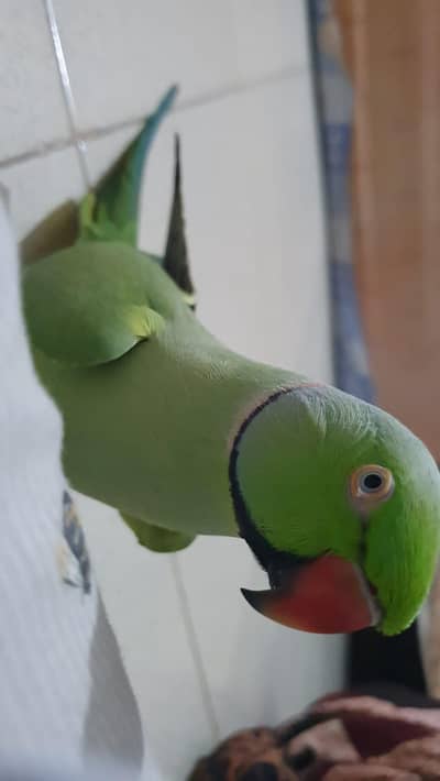 Green parrot+ new cage for sale
