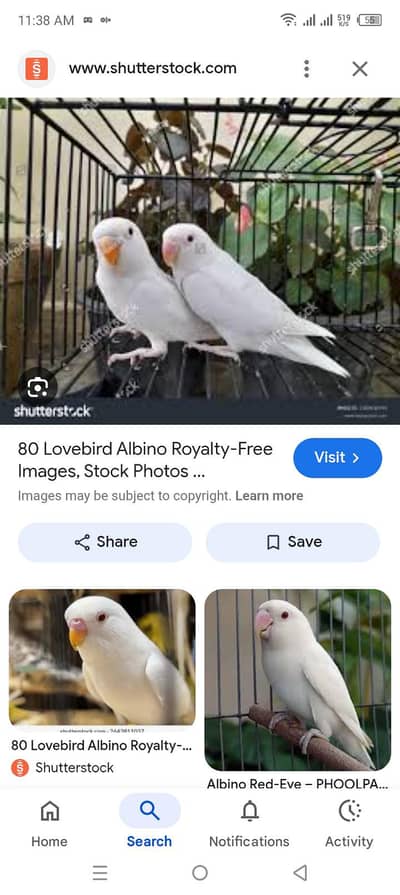 Albaino love bird