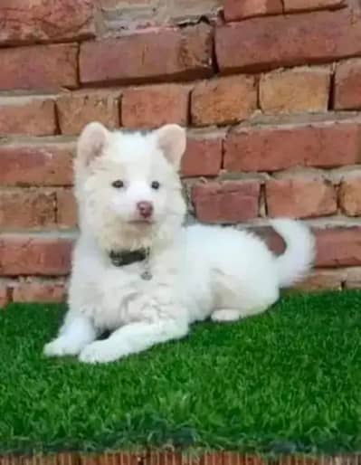 Russian puppy dog for sale my WhatsApp number03260536967