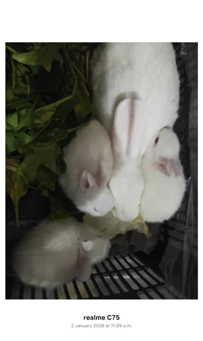 rabbit female or baby