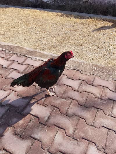 03329205416 AUR BHI HAN MSG KRO PIC BHJ DAIN GY APKO