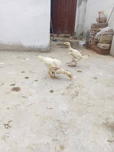 Heera Aseel Chick Pair  50 days  (  03204661930  )