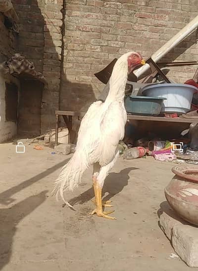 White Germon O shamo