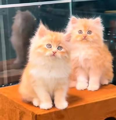 Persian beautiful cat for sale 0344/00/63/354 my WhatsApp number