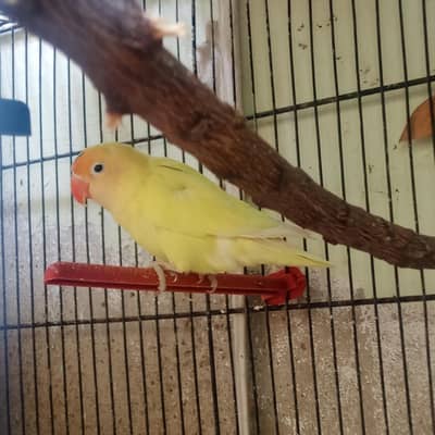 01 cremino male and albino pair for sale