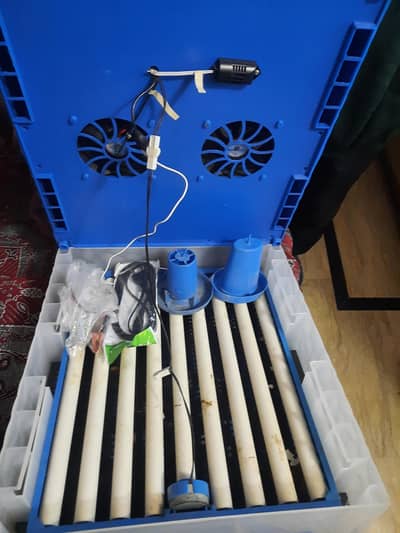 eggs incubator for sale