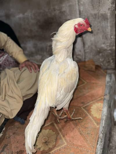 Hera paor hera wahit nok nali ahko ma