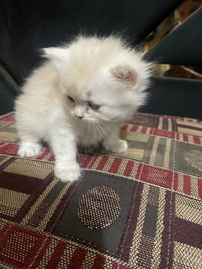 Percian kitten available