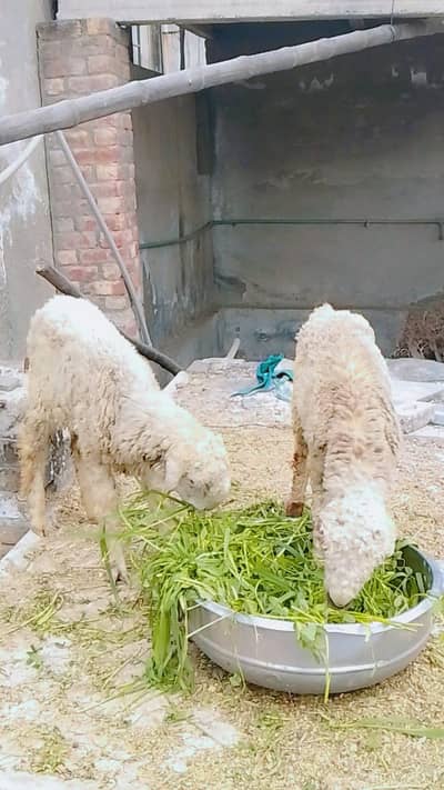 2 MUndry male Available for 2026 qurbani