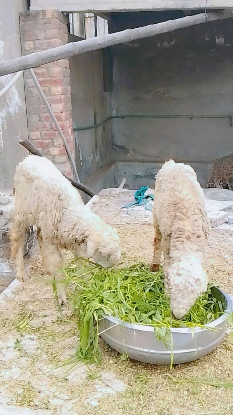 2 MUndry male Available for 2026 qurbani - Sheep - 1109983161