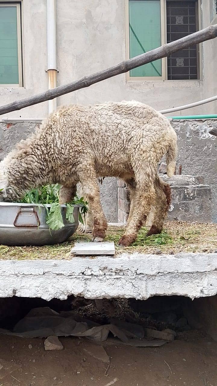 2 MUndry male Available for 2026 qurbani - Sheep - 1109983161