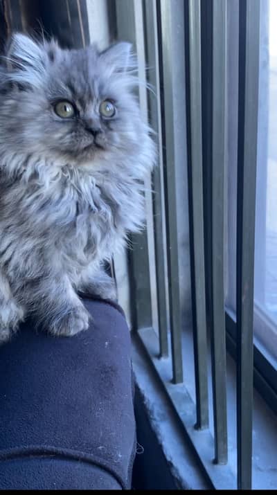Tripple Coated Persian Kitten Cat Grey Colour Female Top Quality
