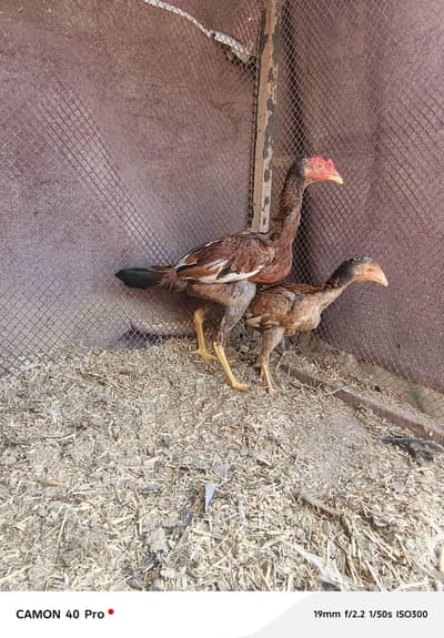 Aseel pair / Golden misri hens