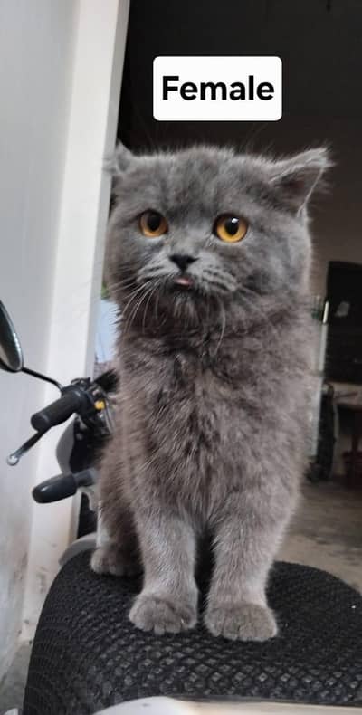 Persian Couple Cat for sale