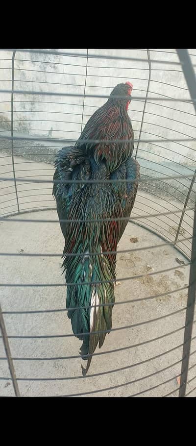 Pure Aseel heera /lassani Aseel pathy/mushka/hen/Murga/white paper eeg