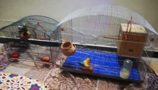 selling love bird pair