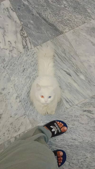 Persian male Cat white color