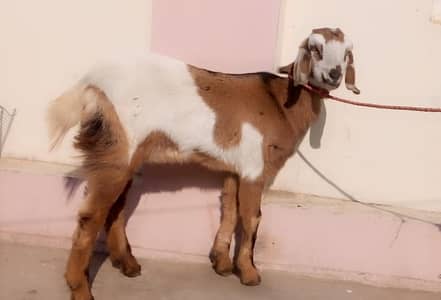 Goat sale