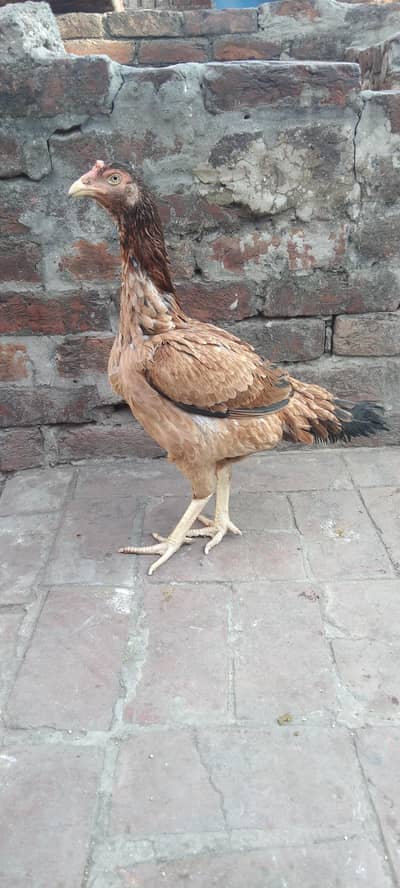 aseel pair urgent sale serious buyer contact plz. . . . thanks