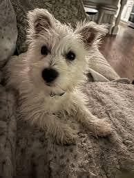 poodle female for sale 1.3 years