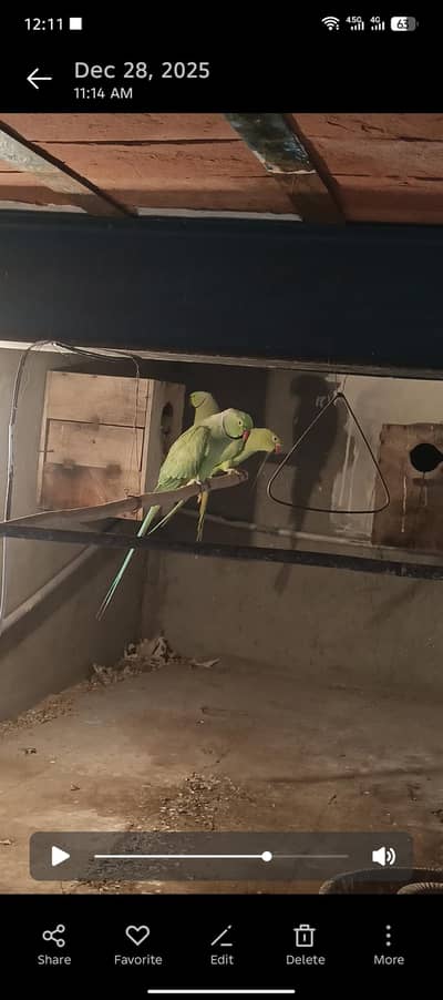 2 pairs full breader 