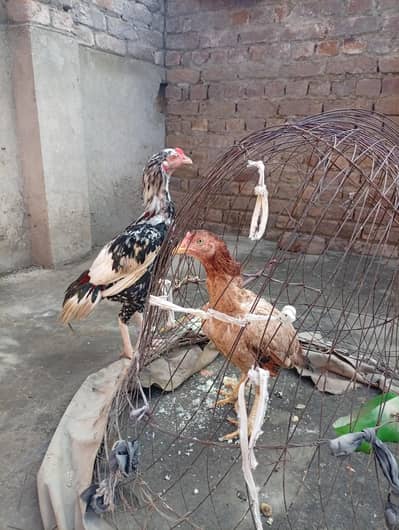 bohat achi nasal k male female 03236847601