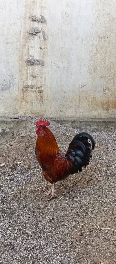 Desi hens for sale in wah cantt