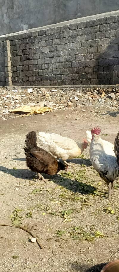 Desi hens for sale in wah cantt