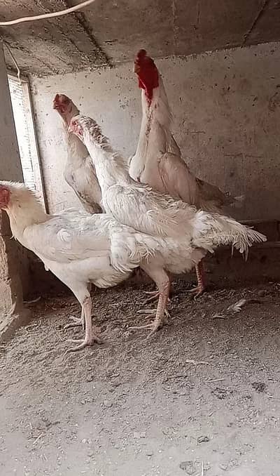 shamo eggs/ white shamo eggs / aseel eggs / fertile eggs / shamo