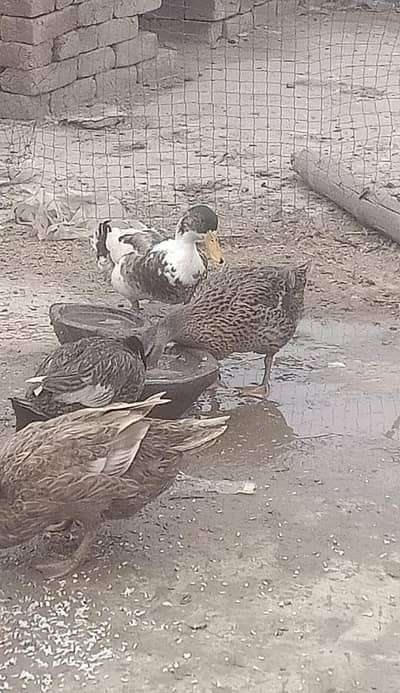 Mallard ducks laying egg