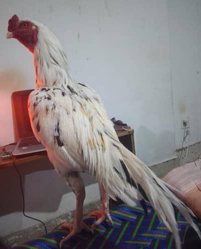 high quality aseel morga for sell